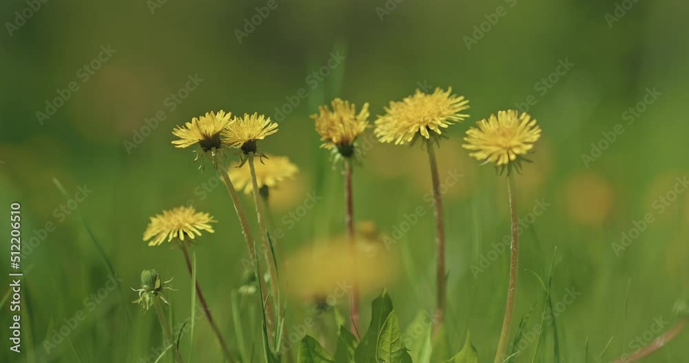 field with yellow dandelions in summer day, closeup view of flowers and green grass, 4K, Prores field with yellow dandelions in summer day, closeup view of flowers and green grass, 4K, Prores