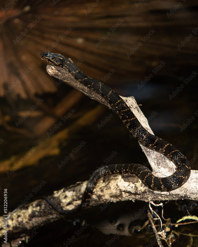 Naklejka premium snake in the sand