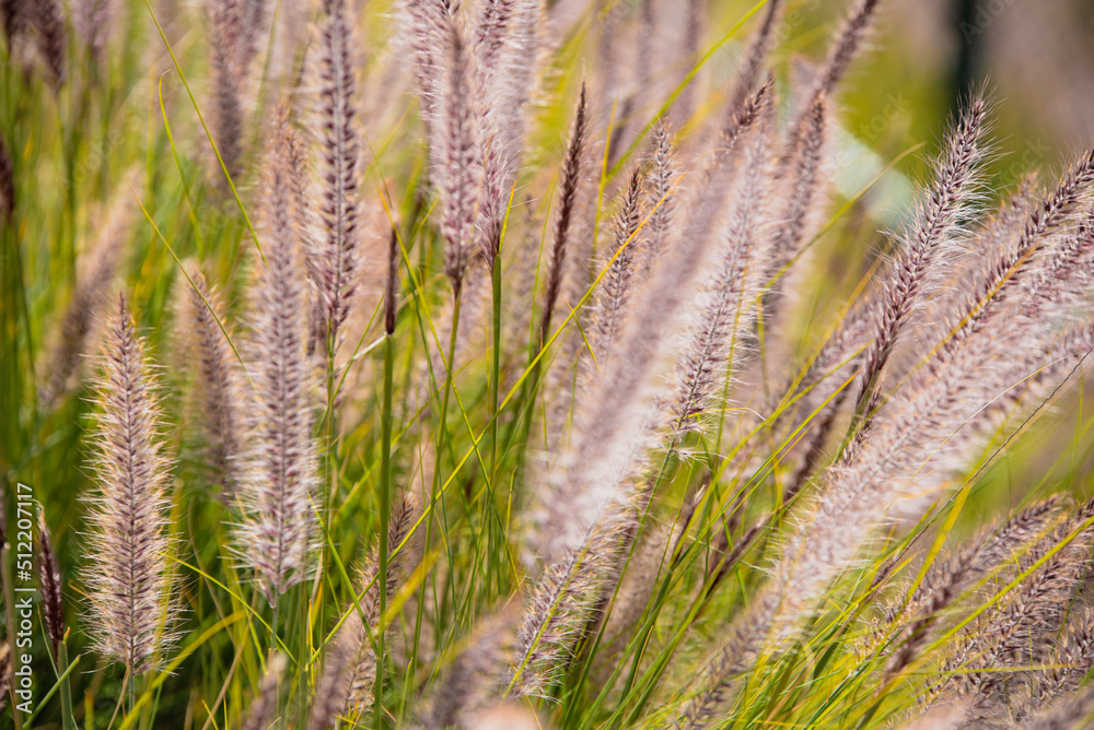 grass in the wind grass in the wind