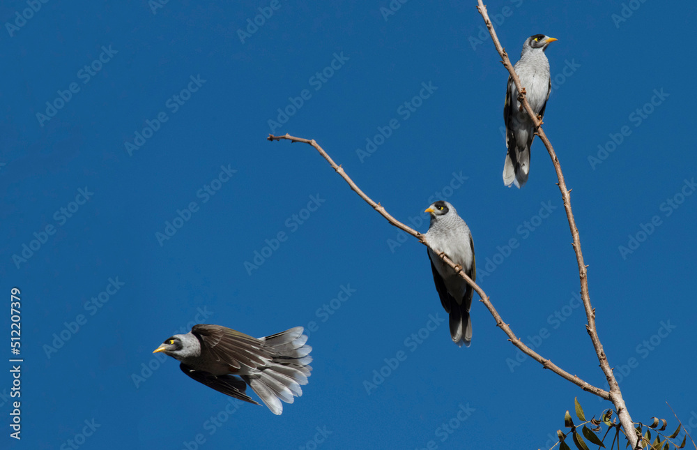 Australian Noisy Minor ( Manorina melanocephala) Australian Noisy Minor ( Manorina melanocephala)