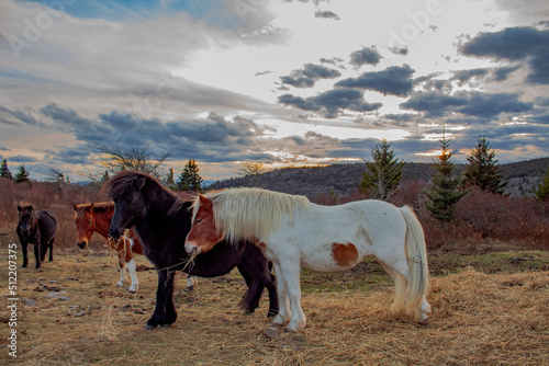 Εκτύπωση καμβά Wild ponies at Grayson Highlands
