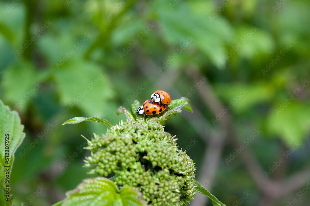mating of two red ladybugs on a green leaf. Spring is time of love and reproduction. natural background mating of two red ladybugs on a green leaf. Spring is time of love and reproduction. natural background