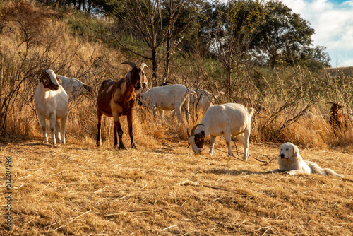 Goats grazing a dry California hillside to reduce vegetation and fire mitigation.