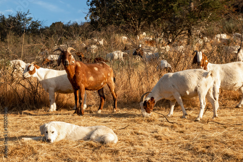 Goats grazing a dry California hillside to reduce vegetation and fire mitigation.