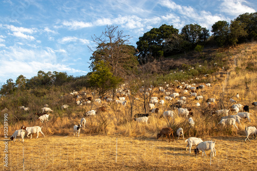 Goats grazing a dry California hillside to reduce vegetation and fire mitigation.