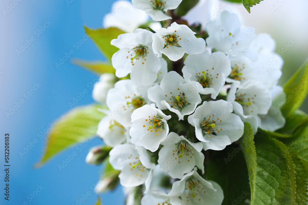 Obraz premium Prunus avium. White flowers of Cherry of Rossoshanskaya Golden against the blue sky
