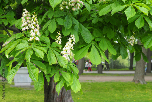 Bilde på lerret Aesculus hippocastanum or horse chestnut tree in bloom, city park