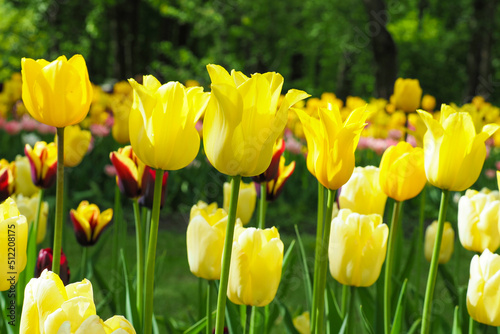 Colorful tulips in the park. Spring landscape.