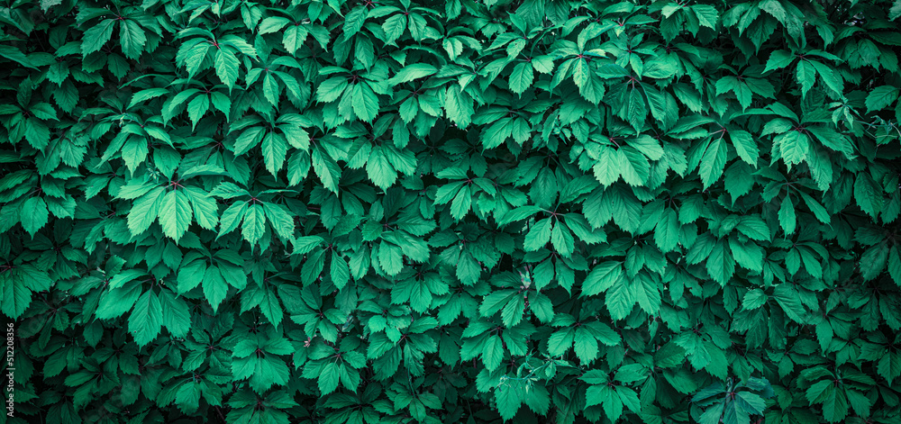 Green leaves for the background. Green leaves for the background.