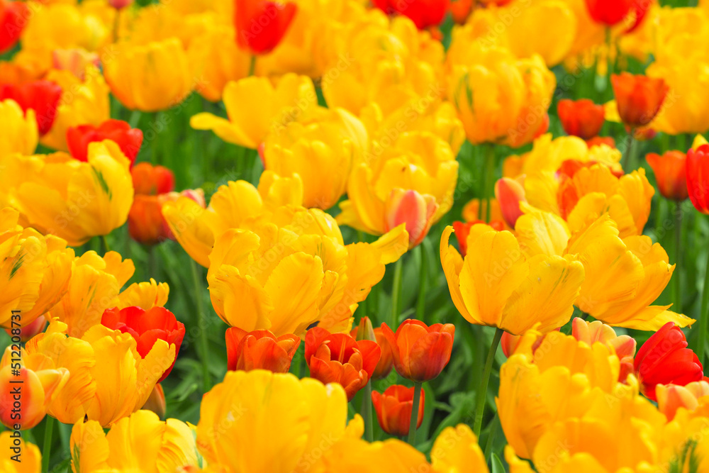 Spring floral pattern. Big yellow peony-flowered Double tulips and normal red tulips in a garden Spring floral pattern. Big yellow peony-flowered Double tulips and normal red tulips in a garden