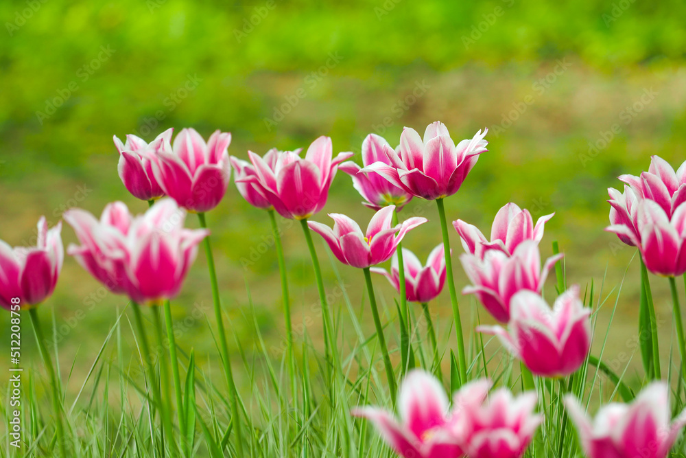 Tulip lily flowering Claudia, purple and white flowers Tulip lily flowering Claudia, purple and white flowers
