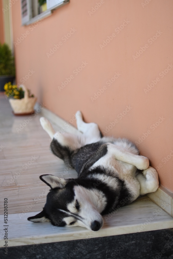 Portrait of beautiful female Siberian Husky dog