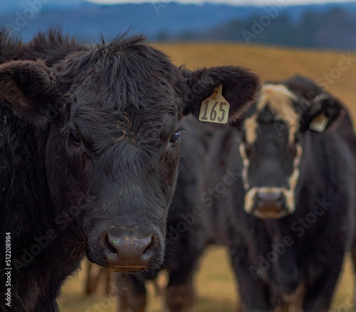 black and white cow photo