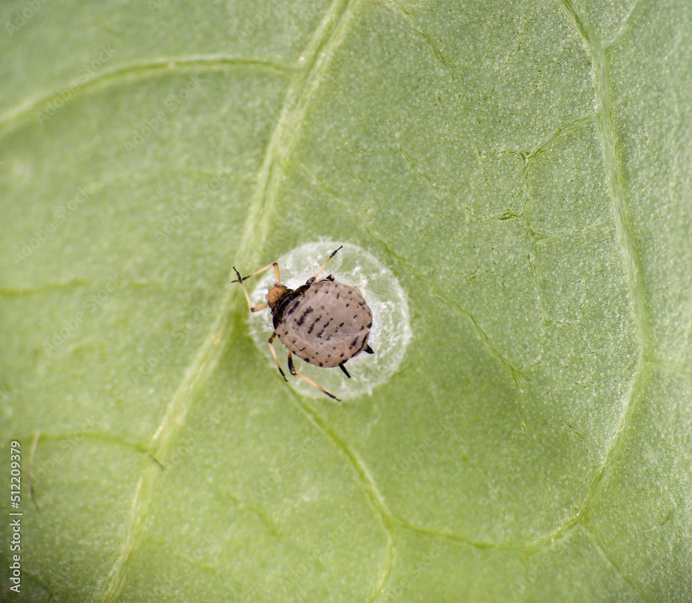 Blackfly aphid dead due to praon braconid parasitic wasps. Stock Photo ...