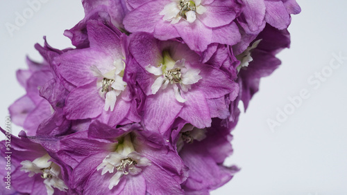 Close-up photo of a purple delphinium branch on a grey background,seasonal flowers blooming in the garden.Beautiful natural banner,wedding card.Summer wildflowers,copy space,selective focus.Macro