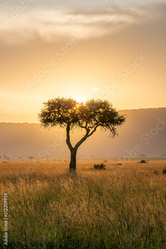 Acacia tree at sunset, Maasai Mara, Kenya, Africa