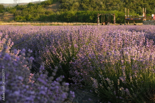 the most beautiful lavender field photo