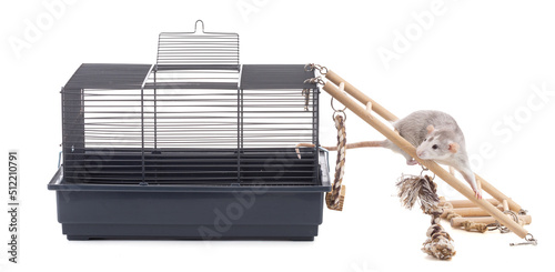 Cute bicolor rat with a cage