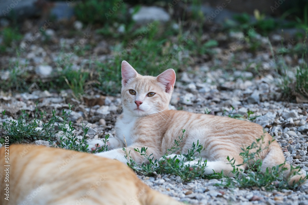 Orange kitty cat feline as domestic pets in green grass closeup. Orange kitty cat feline as domestic pets in green grass closeup.
