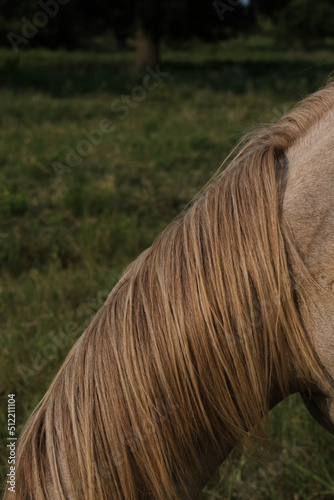Vertical view of red roan horse mane close up on filly.