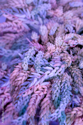 Nature poster. succulent (purple and green)