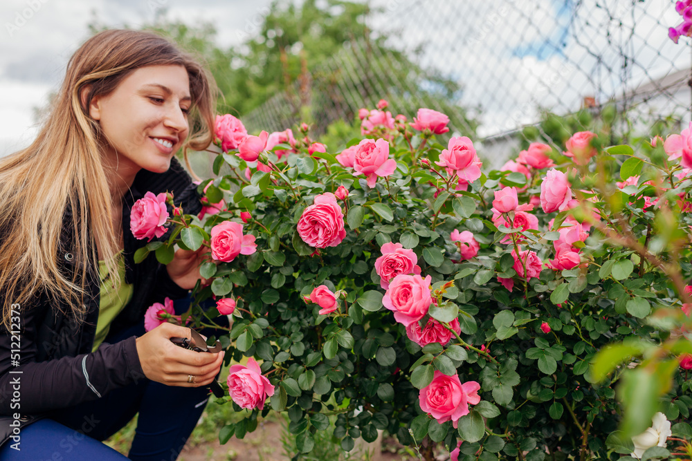 Woman enjoying Leonardo da Vinci rose pink flowers in summer garden. Gardener holding pruner to cut stems.