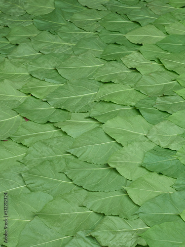 Wallpaper Mural Green leaves pattern. Landscape of fresh leaves. Many natural leaves bacground. Torontodigital.ca