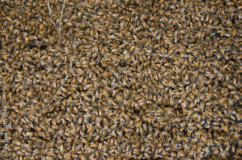 Honeycomb 2 photo