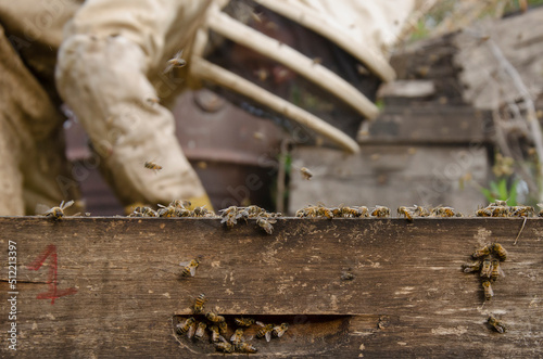 Apiculture on Argentina 9 photo