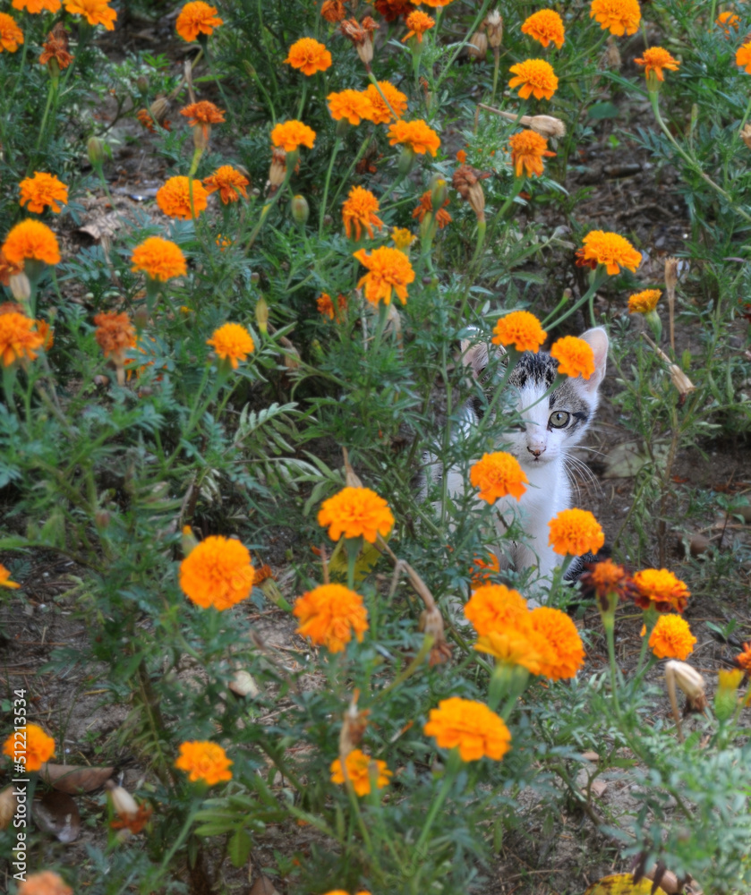 Gato escondido por entre flores de cor laranja de um jardim a espreitar com curiosidade