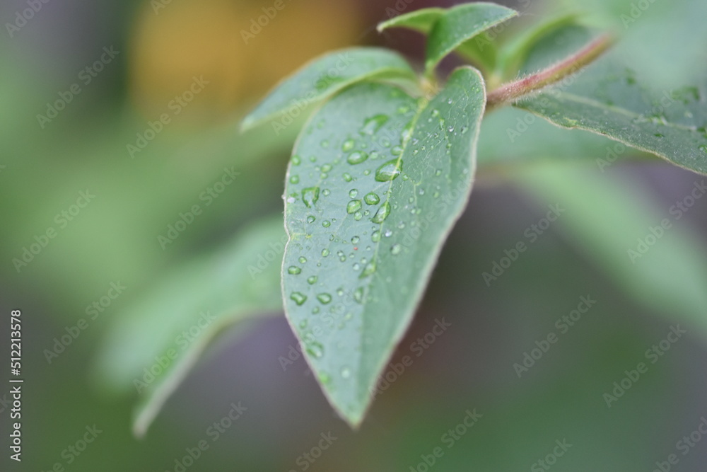 water drops on leaf water drops on leaf