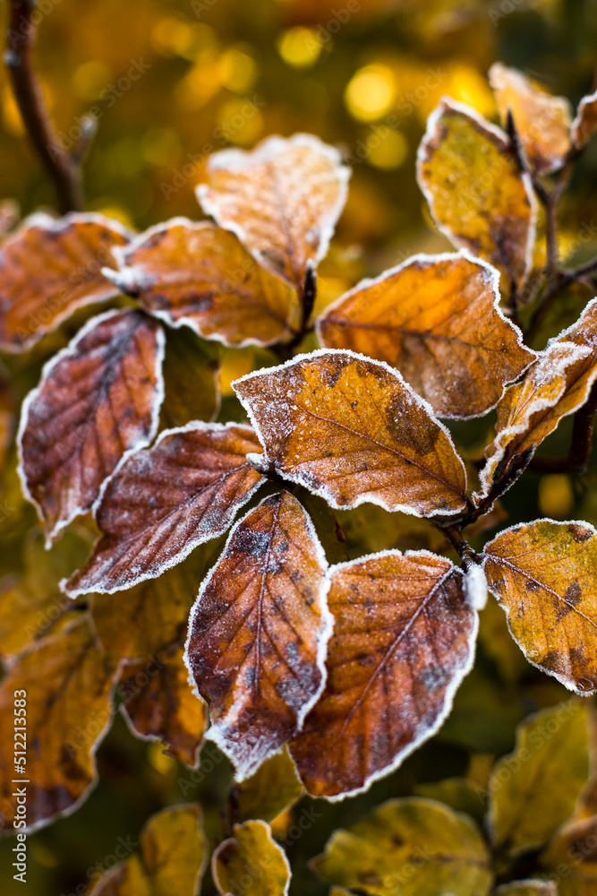 leaf with snow leaf with snow