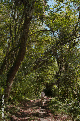 Yungas forest