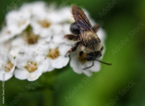 bee on a flower © Devan