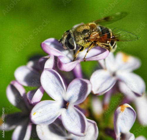 Bee on lilac flower