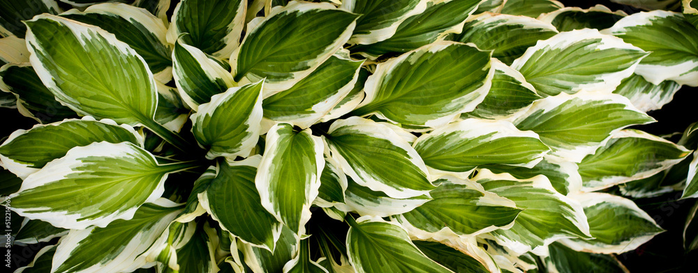 Fototapeta premium Narrow long banner for a website or social networks. Beautiful green leaves close up.