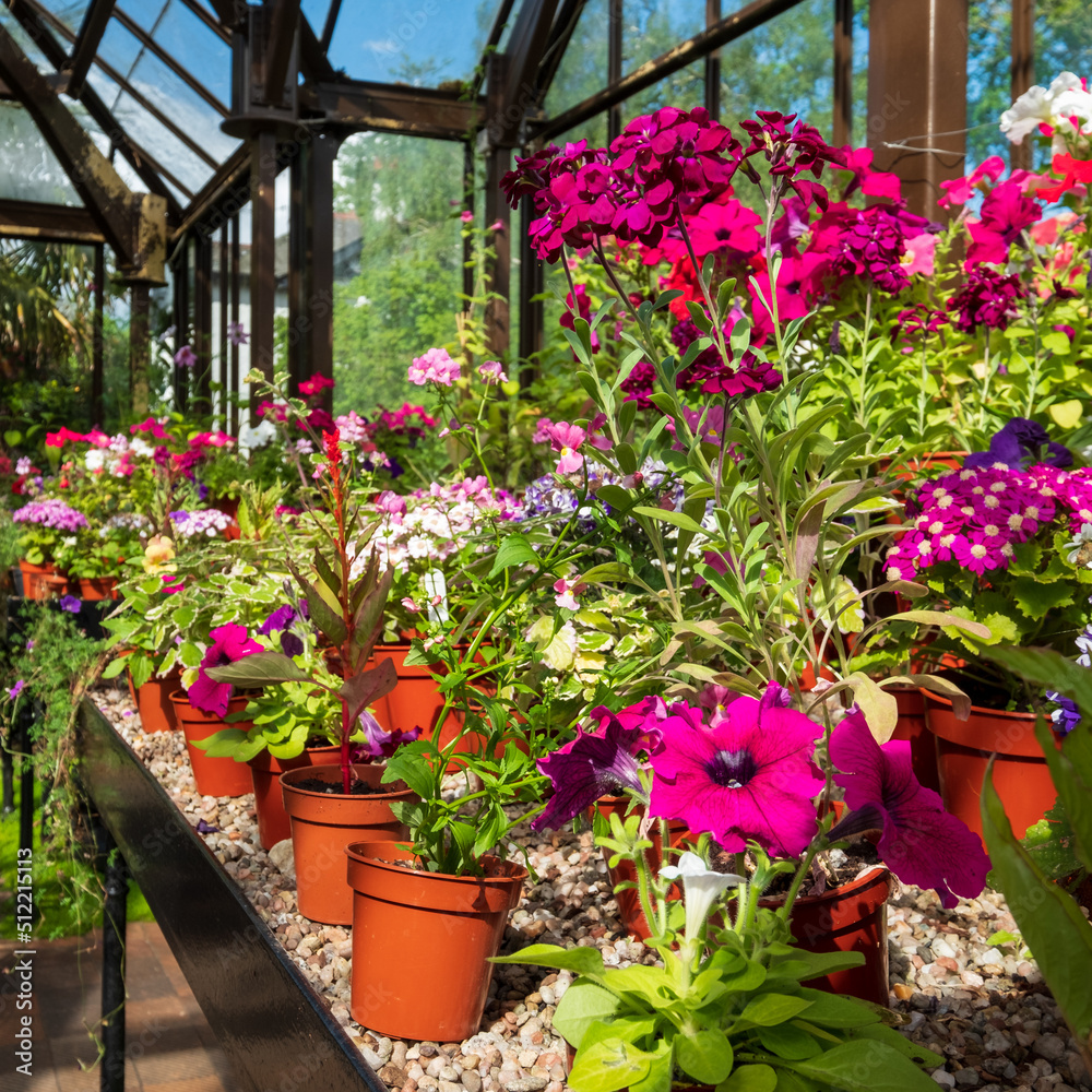 Brightly coloured potted flowering plants including petunias, phlox and pericallis cruenta, in the Palm House and Main Range of glasshouses in the Glasgow Botanic Gardens, Scotland UK.