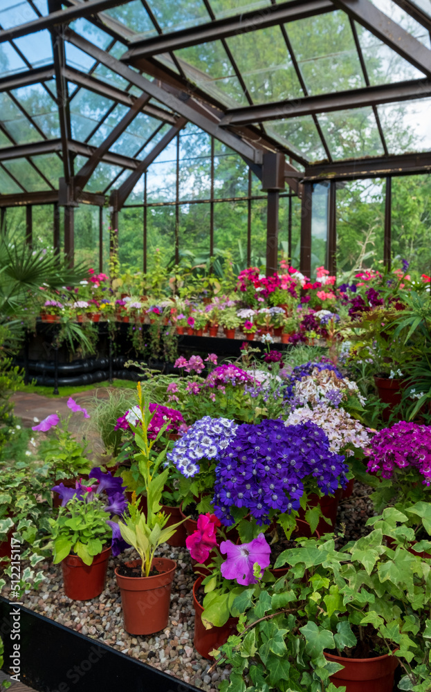 Brightly coloured potted flowering plants including petunias, phlox and pericallis cruenta, in the Palm House and Main Range of glasshouses in the Glasgow Botanic Gardens, Scotland UK.