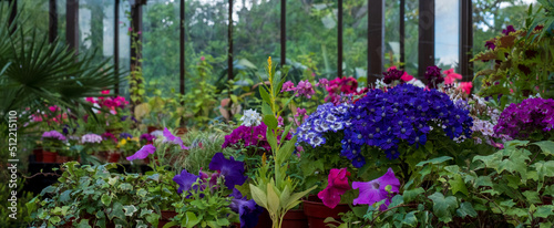 Wallpaper Mural Brightly coloured potted flowering plants including petunias, phlox and pericallis cruenta, in the Palm House and Main Range of glasshouses in the Glasgow Botanic Gardens, Scotland UK. Torontodigital.ca