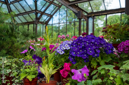 Brightly coloured potted flowering plants including petunias  phlox and pericallis cruenta  in the Palm House and Main Range of glasshouses in the Glasgow Botanic Gardens  Scotland UK.