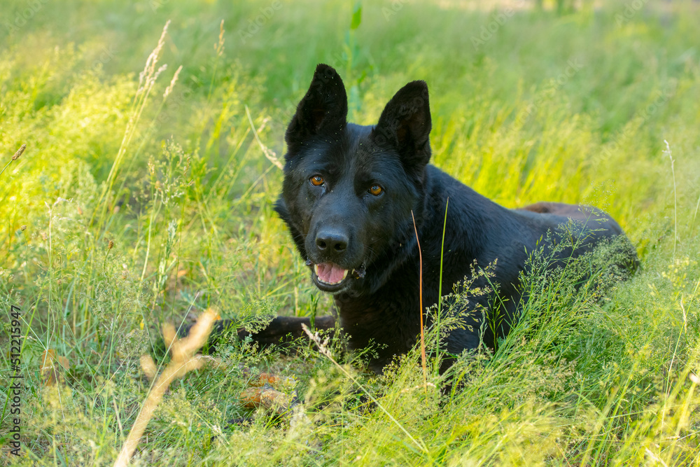 portrait of a black german shepherd on a walk in the forest portrait of a black german shepherd on a walk in the forest