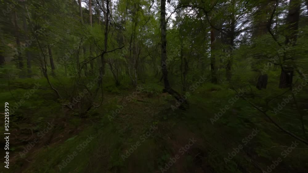fpv drone shot in the dark green forest flying close between trees fpv drone shot in the dark green forest flying close between trees