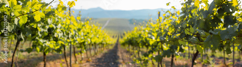 Defocused landscape between rows of grapes in summer. Blurred image out of focus.