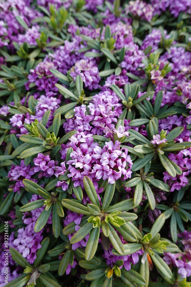 Obraz premium Daphne petraea is a species of shrub in the family Thymelaeaceae.