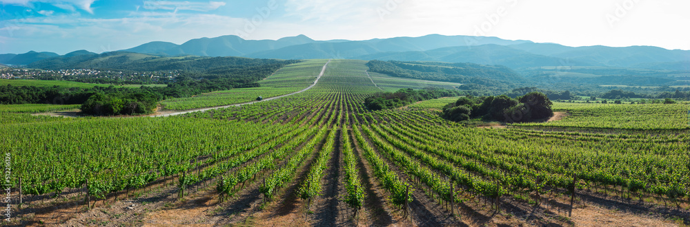 Vineyards on the background of mountain slopes near the village of Abrau-Durso, Novorossiysk