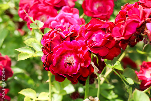 red rose bush