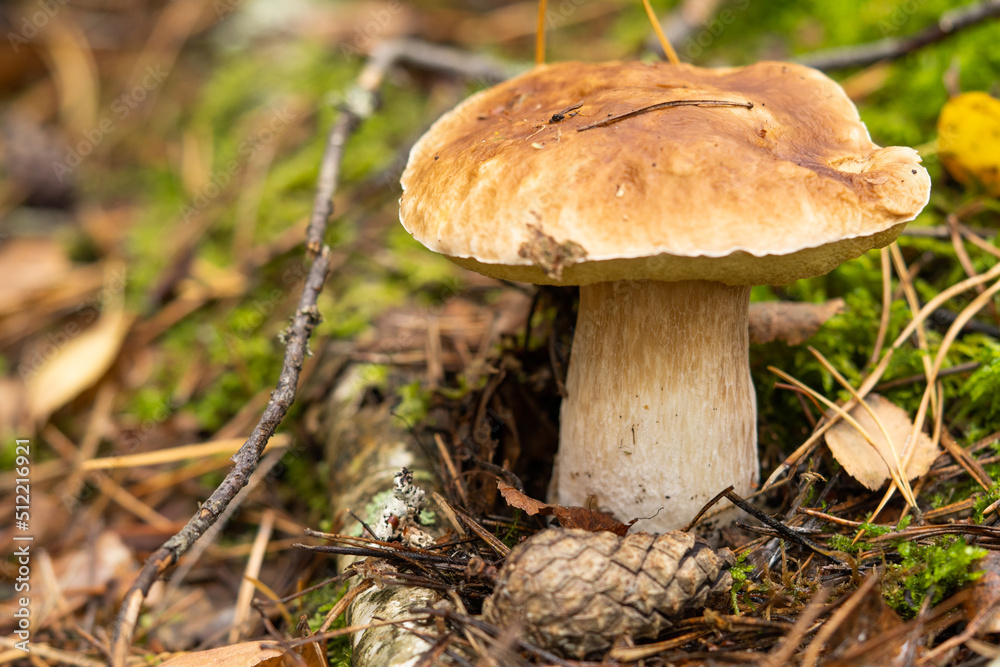 Mushrooms collected in the forest. Mushroom boletus edilus. Popular porcini mushrooms Boletus in the forest. Mushrooms collected in the forest. Mushroom boletus edilus. Popular porcini mushrooms Boletus in the forest.