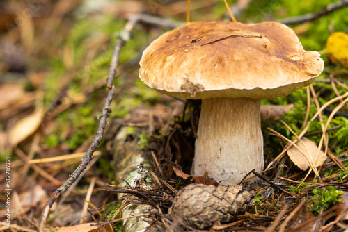 Mushrooms collected in the forest. Mushroom boletus edilus. Popular porcini mushrooms Boletus in the forest.