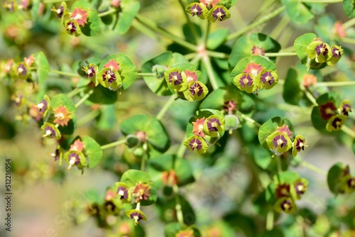 Detalle de una planta de euphorbia characias en primavera