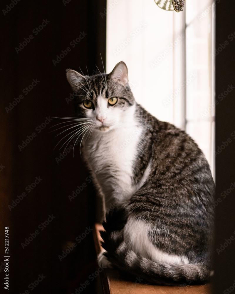 Cat on window in sunlight Cat on window in sunlight